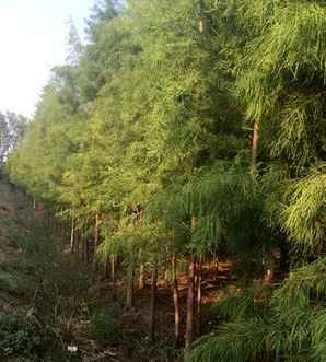 落羽杉种植基地，斗门落羽杉地址