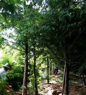 落羽杉种植基地，斗门落羽杉地址