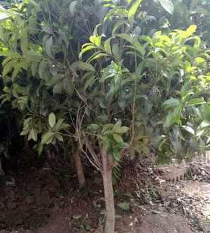 朱砂桂种植温度，朱砂桂适合家庭种植吗