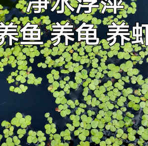 浮萍种子图片大全，浮萍种子图片