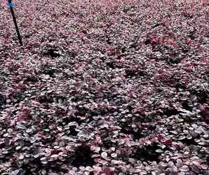 南京红花继木球种植基地，红花继木怎么种植