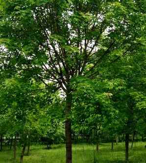 元宝枫是什么植物？，元宝枫树图片大全