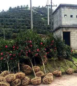 茶花树怎么养，茶花树是什么