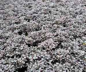 红花继木盆景可用深盆种植吗，红花继木怎么养殖和注意事项