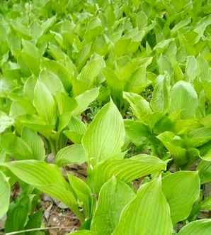 玉簪是什么植物，玉簪是什么植物