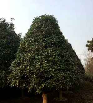 朱砂桂是什么桂花品种，桂花品种是金球桂好还是朱砂桂好