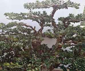 小型罗汉松盆景哪里有卖，上海小型罗汉松艺术盆景养护基地