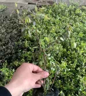 大花六道木常绿吗图片，大花六道木常绿还是落叶