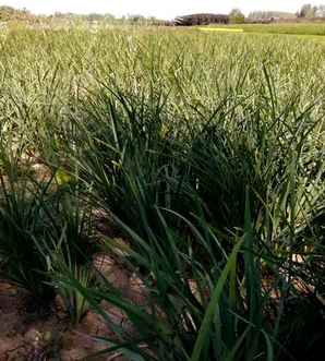 马兰花是什么植物，野生马兰花是国家保护植物吗