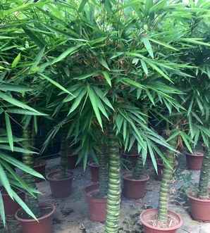 罗汉竹专卖，罗汉竹哪里有卖的