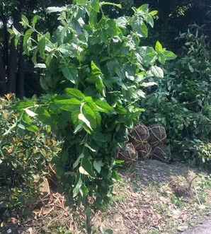 腊梅种植方法，澳洲腊梅种植