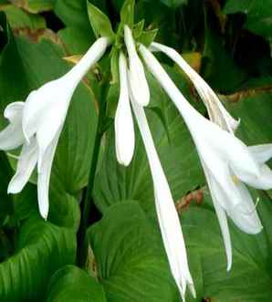 绿化玉簪花价格，玉簪花价格