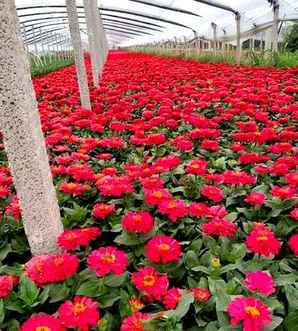 百日草开花需要施肥吗，百日草开花时能施肥吗