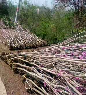 独杆紫荆批发，鐙潌绱崋绫冲緞3鍏垎