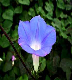 天堂蓝牵牛花，蓝牵牛花价格