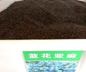 蓝花亚麻种子价格，蓝花亚麻种子怎么种