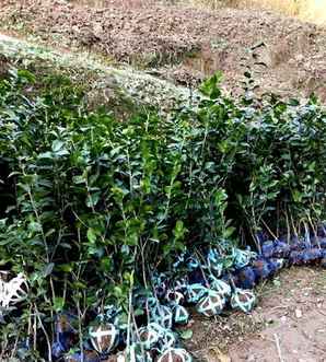 茶花树怎么修剪造型图片，茶花花败后修剪方法视频