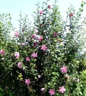 木槿花是什么星座的花，木槿花是什么？