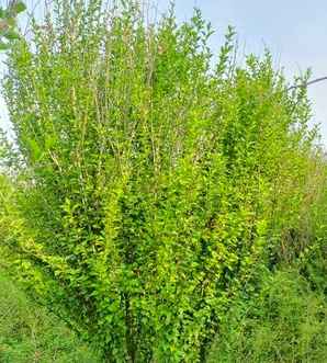 木槿花是什么星座的花，木槿花是什么？