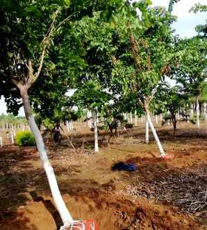 巨紫荆繁育基地，鄢陵巨紫荆繁育基地