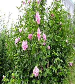 木槿花是什么星座的花，木槿花是什么？