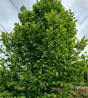 白玉兰种植时间，白玉兰种植苗