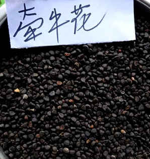 秋季怎么种牵牛花种子，牵牛花的种子有哪些用