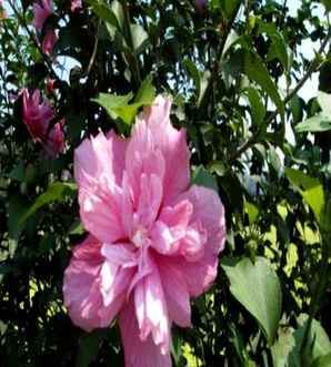 木槿花在哪里买，木槿花哪里可以买