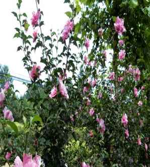 木槿花在哪里买，木槿花哪里可以买