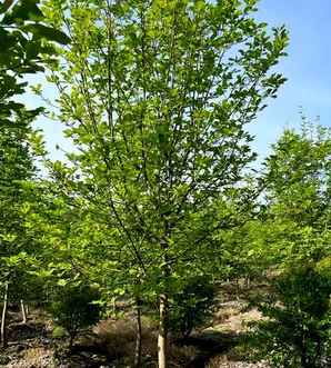 白玉兰种植温度，白玉兰夏季栽培可以吗