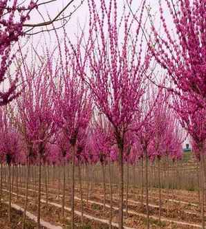 巨紫荆是什么树？，巨紫荆树的园林应用