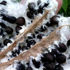 木棉树种植时间和方法，木棉树种子怎么贮藏