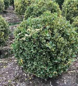 江苏金边黄杨球种植基地，金边黄杨球种植基地