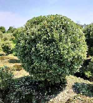 江苏金边黄杨球种植基地，金边黄杨球种植基地