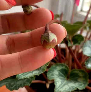怎样给仙客来种子发芽，仙客来的种子能生根发芽吗