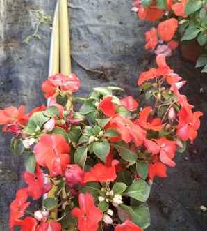 正宗凤仙花种植基地，凤仙花种植基地在哪里