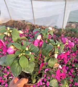 正宗凤仙花种植基地，凤仙花种植基地在哪里