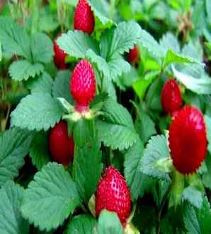 蛇莓种子的种植方法，蛇莓的种子能种吗