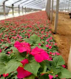 凤仙花种植基地电话，夜香花种植基地电话