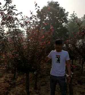 美人梅什么时候开花？，美人梅开花时间