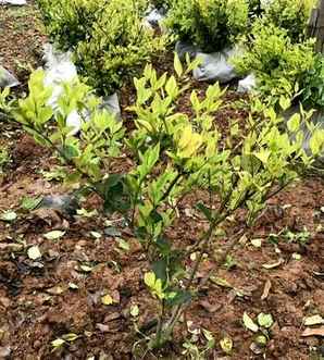 金森女贞植物图片，金森女贞观赏价值