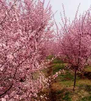 美人梅什么时候开花？，美人梅开花时间