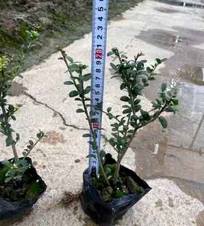 龟甲冬青繁殖方法，龟甲冬青长啥样子？