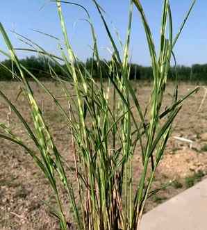 斑叶芒长什么样子？，斑叶芒有几种