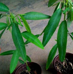 跳舞草种子，跳舞草种子怎么泡
