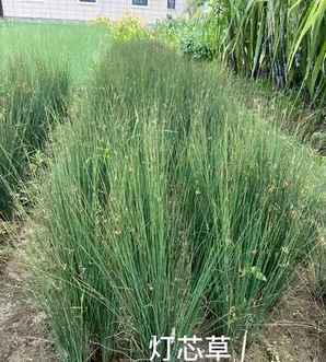灯心草多少钱一棵，灯心草一平米多少株