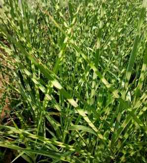 斑叶芒长什么样子？，斑叶芒有几种