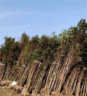 丛生紫薇发芽慢吗？，丛生紫薇一般几月份发芽