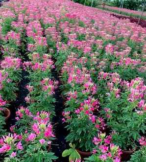 醉蝶花产地介绍，醉蝶花原产在哪里