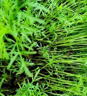 矮杆波斯菊什么时候开花，矮秆波斯菊怎么种